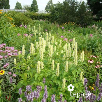 Miniature #2 slider - Agastache Alabaster