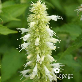 Agastache Alabaster