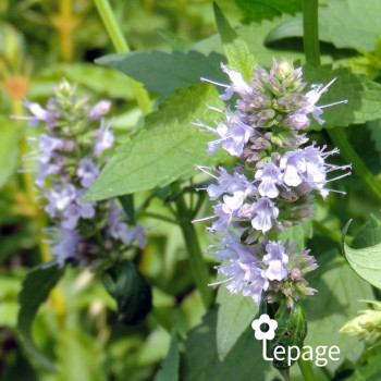 Agastache Blue Fortune