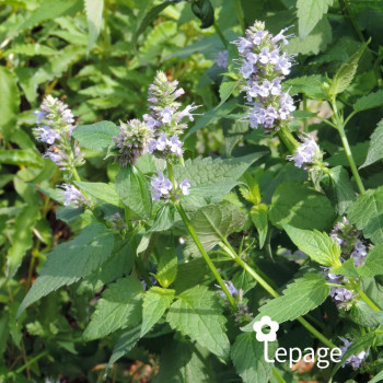 Miniature #2 slider - Agastache Blue Fortune