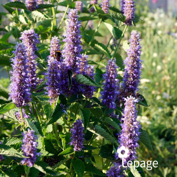 Agastache Blue Fortune - Image 3