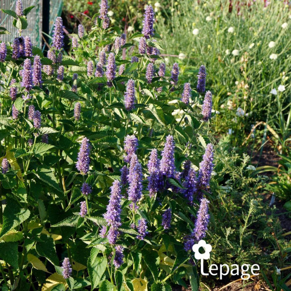 Agastache Blue Fortune - Image 1
