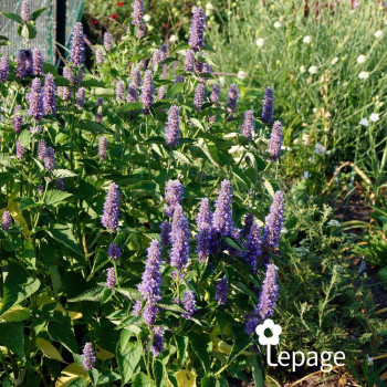 Miniature #1 slider - Agastache Blue Fortune