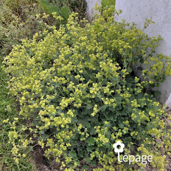 Alchemilla mollis - Image 1