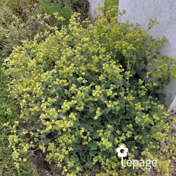 Miniature #1 slider - Alchemilla mollis