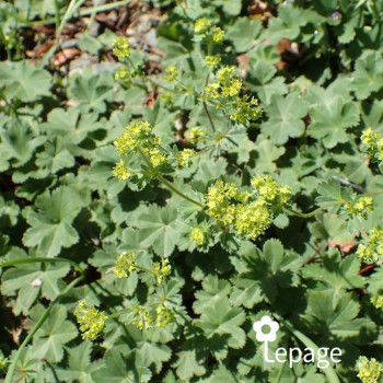 Alchemilla mollis