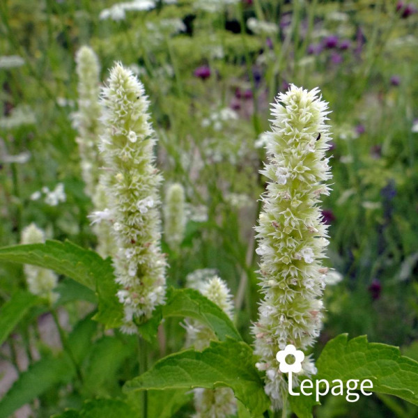 Agastache Alabaster - Image 3