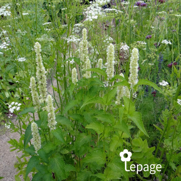 Agastache Alabaster - Image 1