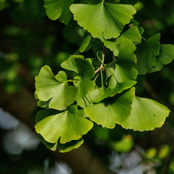 Ginkgo biloba Blagon