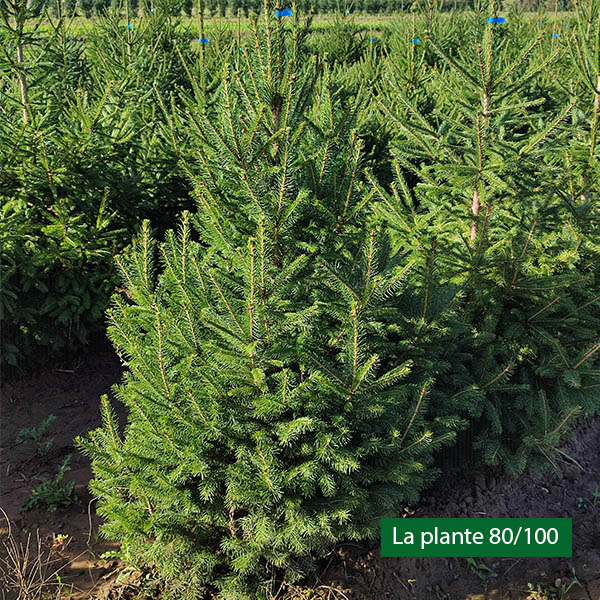 Sapin de Norvège Epicéa commun