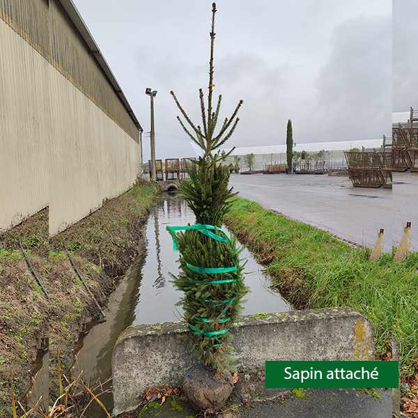 Sapin de Norvège Epicéa commun