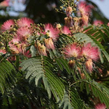 Albizia julibrissin Ombrella Boubri