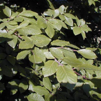 Hêtre commun - Fagus sylvatica