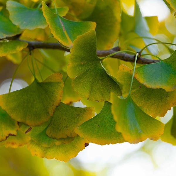 Ginkgo biloba Blagon