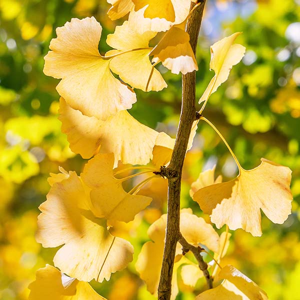 Ginkgo biloba Blagon