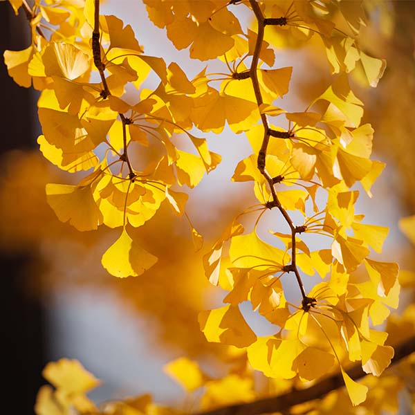 Ginkgo biloba Blagon