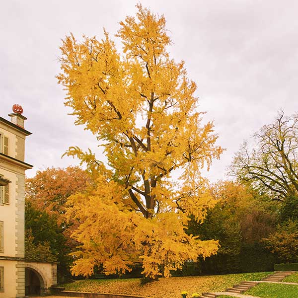 Ginkgo biloba Blagon