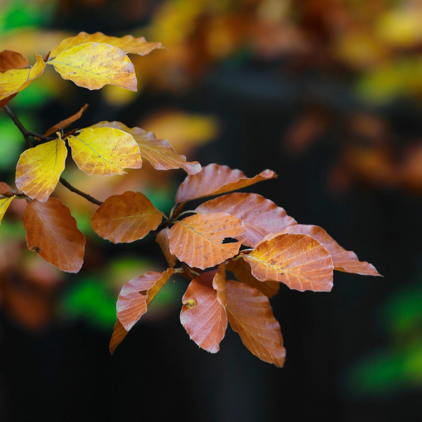 Hêtre commun - Fagus sylvatica