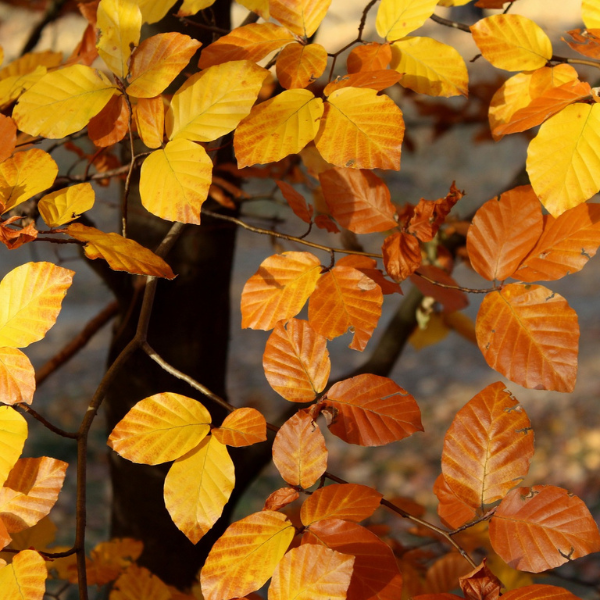 Hêtre commun - Fagus sylvatica