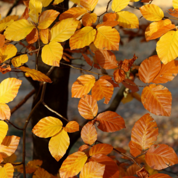 Hêtre commun - Fagus sylvatica - Image 1