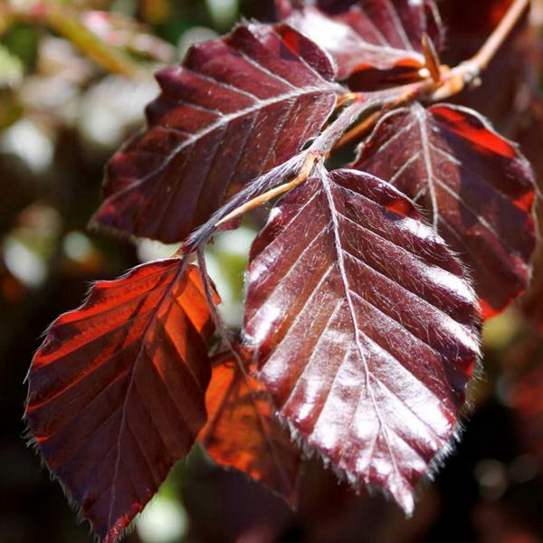 Hêtre fastigié pourpre Dawyck Purple