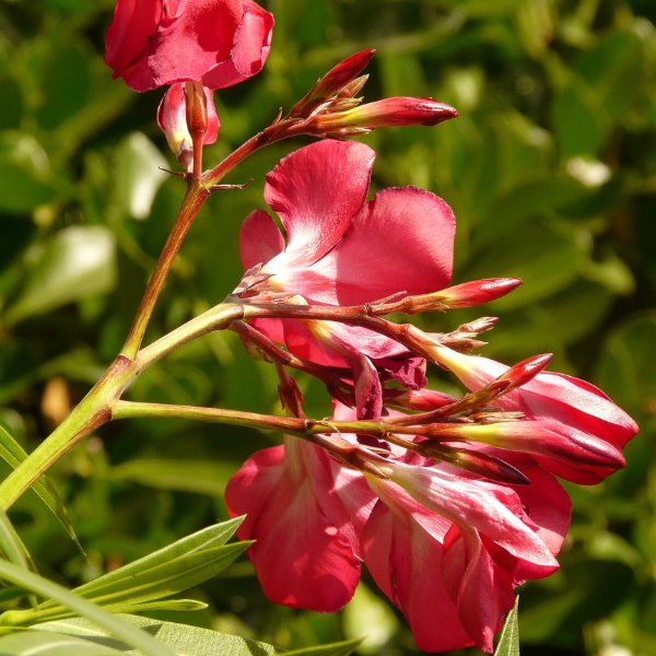Laurier rose à fleurs rouge