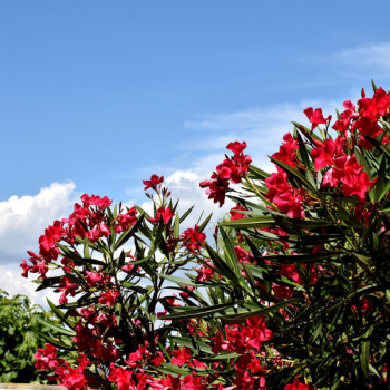 Laurier rose à fleurs rouge