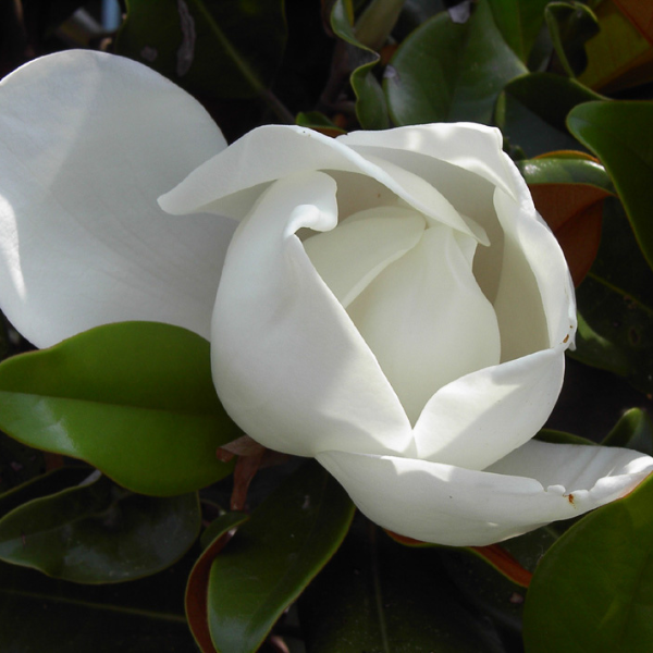 Magnolia grandiflora Galissoniere