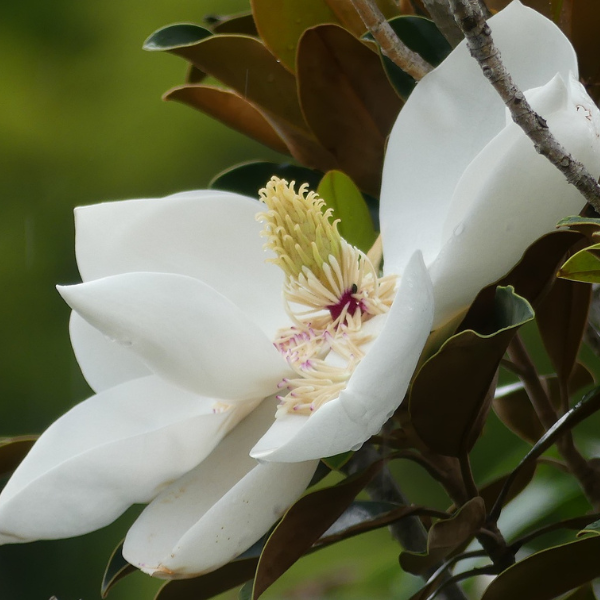 Magnolia grandiflora Galissoniere
