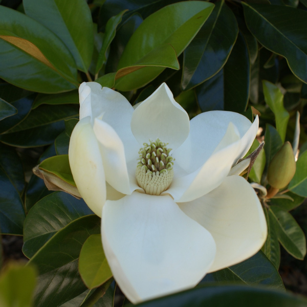 Magnolia grandiflora Galissoniere