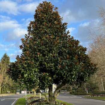 Magnolia grandiflora Galissoniere