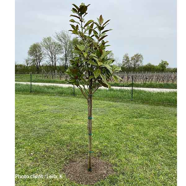Magnolia grandiflora Galissoniere