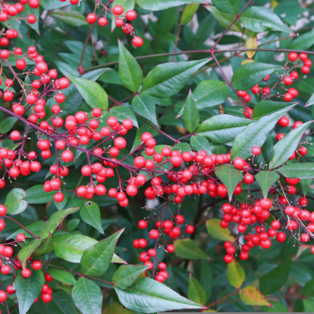 Bambou sacré - Nandina domestica