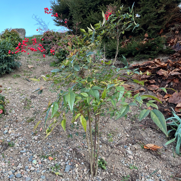 Bambou sacré - Nandina domestica