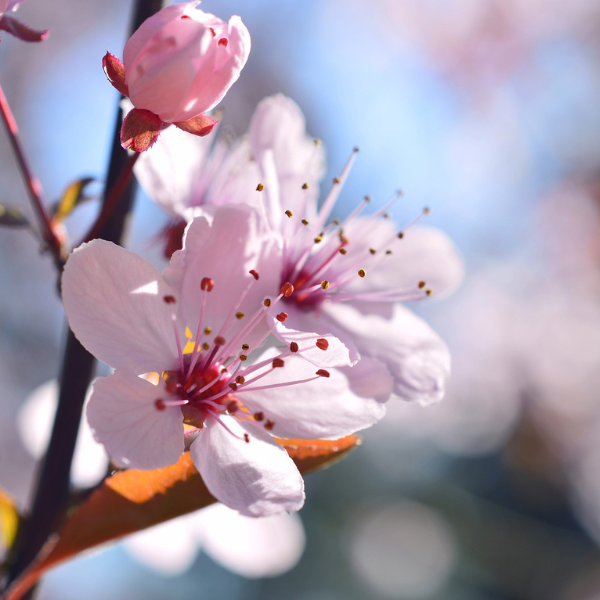 Cerisier du Japon Amanogawa