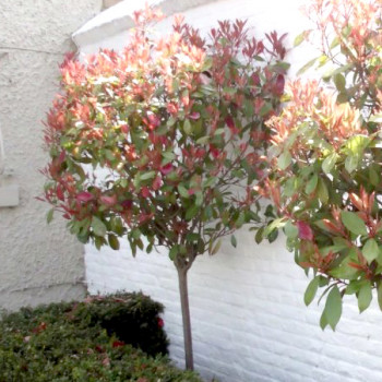 Photinia Red Robin Conteneur 20 L