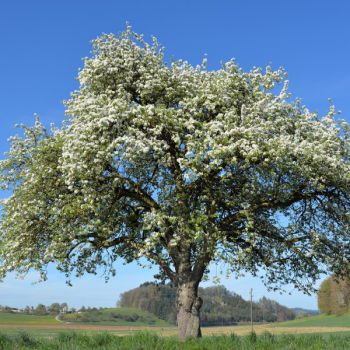 Pommier d´ornement Evereste