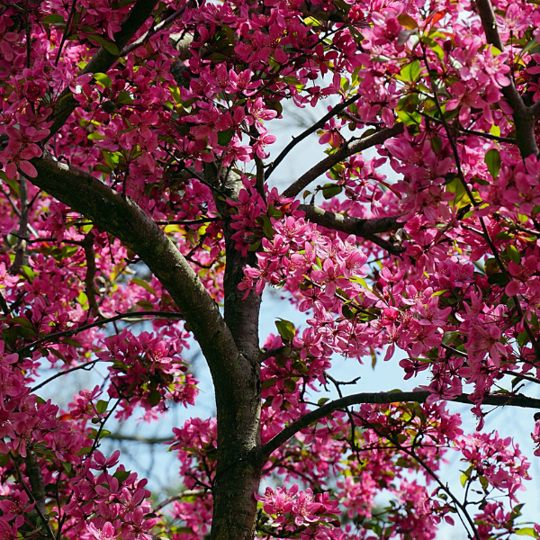 Pommier d´ornement Courtarou