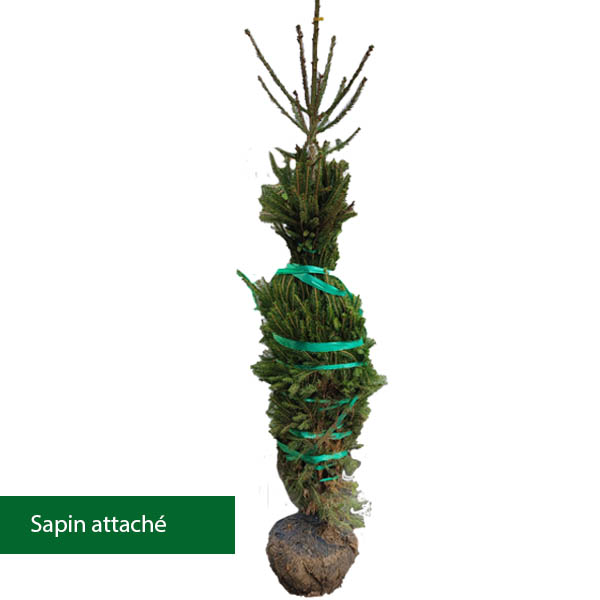 Sapin de Norvège Epicéa commun