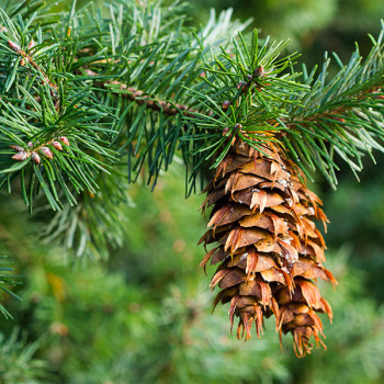 Sapin de Douglas Pseudotsuga menziesii