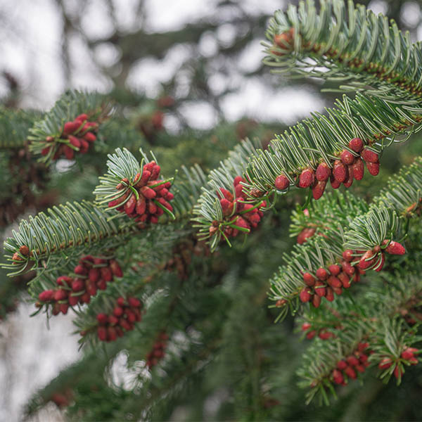 Sapin de Noël de Nordmann - Abies nordmanniana