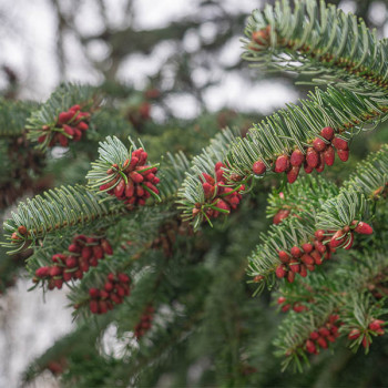Sapin de Noël de Nordmann - Abies nordmanniana - Image 1