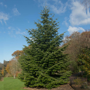 Sapin de Noël de Nordmann - Abies nordmanniana