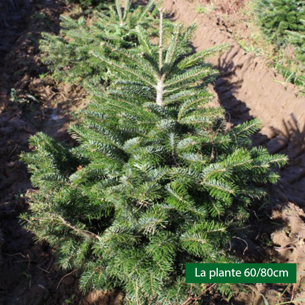 Sapin de Noël de Nordmann - Abies nordmanniana