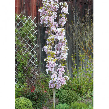 Cerisier du Japon Amanogawa 100/125 Pot 15 L