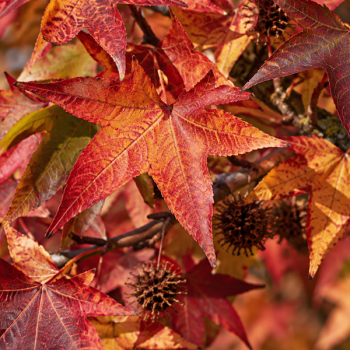 Miniature #3 slider - Copalme d´Amérique Aurea - Liquidambar styraciflua Aurea