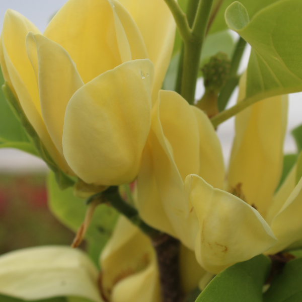Magnolia Elisabeth jaune - Image 1