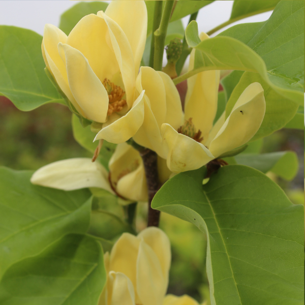 Magnolia Elisabeth jaune - Image 2