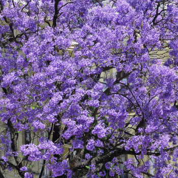 Paulownia Tomentosa