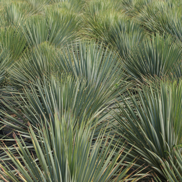 Yucca Bleu du Mexique - Yucca Rostrata - Image 3